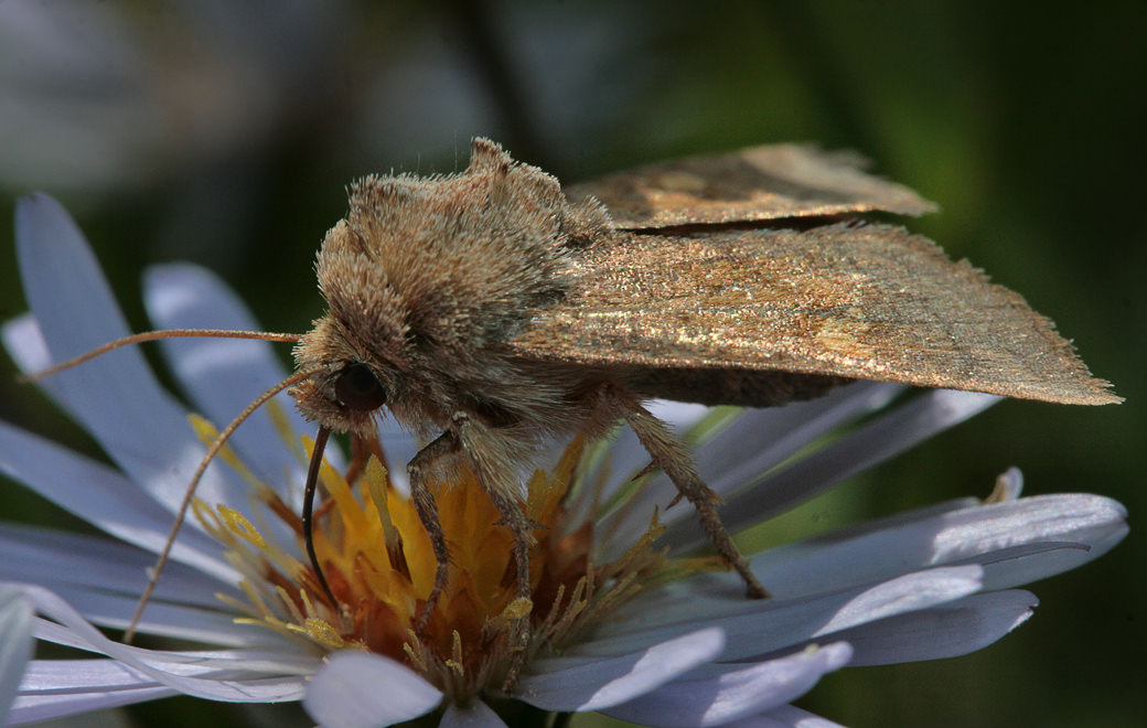   (Lasionycta imbecilla) ?