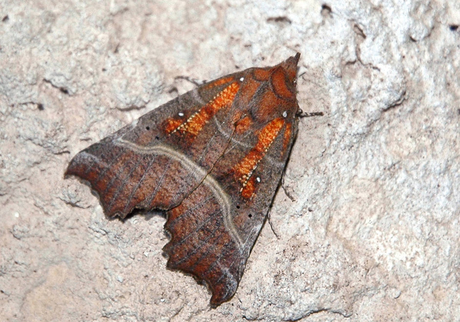   (Scoliopteryx libatrix)