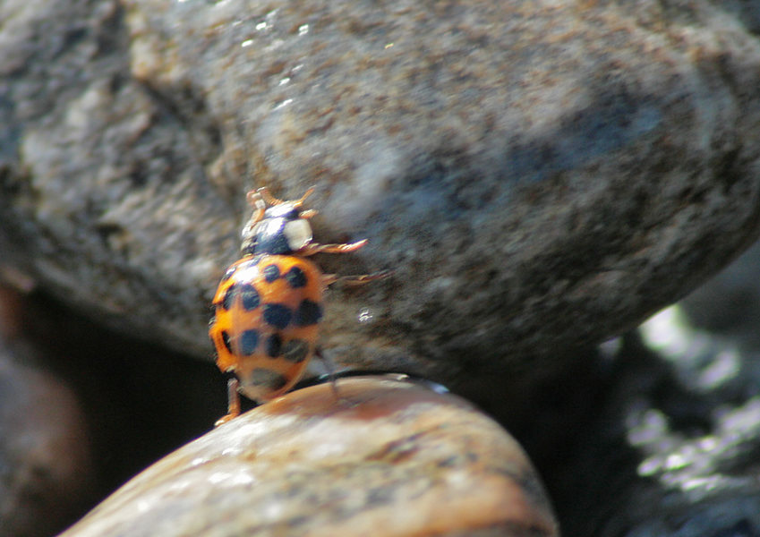  (  - Harmonia axyridis)
