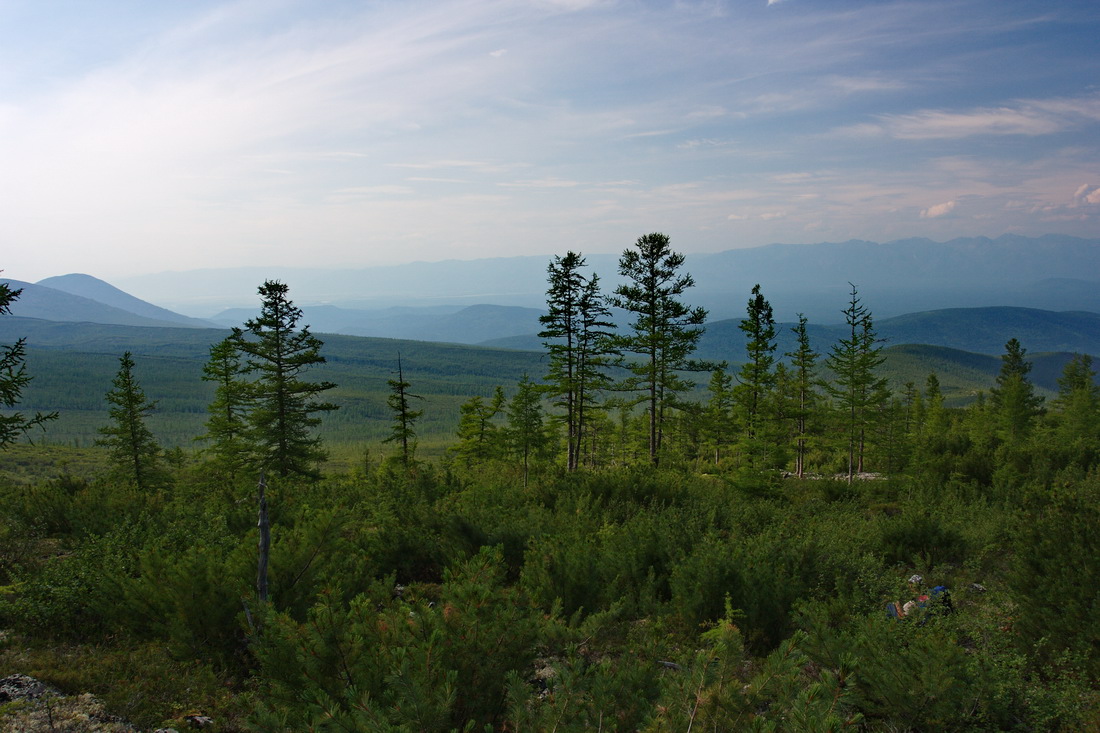 Прошли зону леса