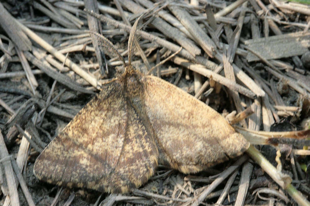  Timandra rectistrigaria