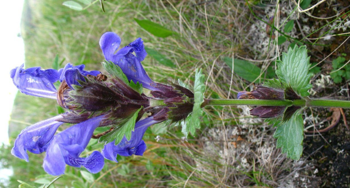 Dracocephalum grandiflorum