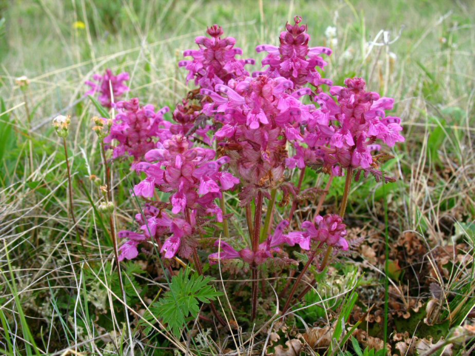 Pedicularis verticillata