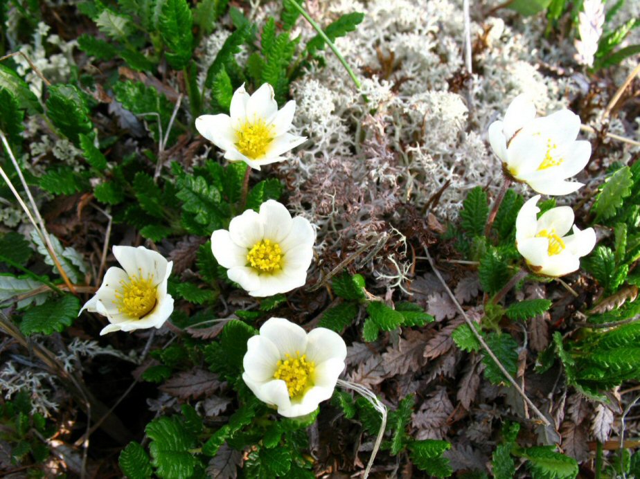 Dryas punctata