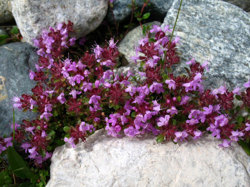 Thymus baicalensis