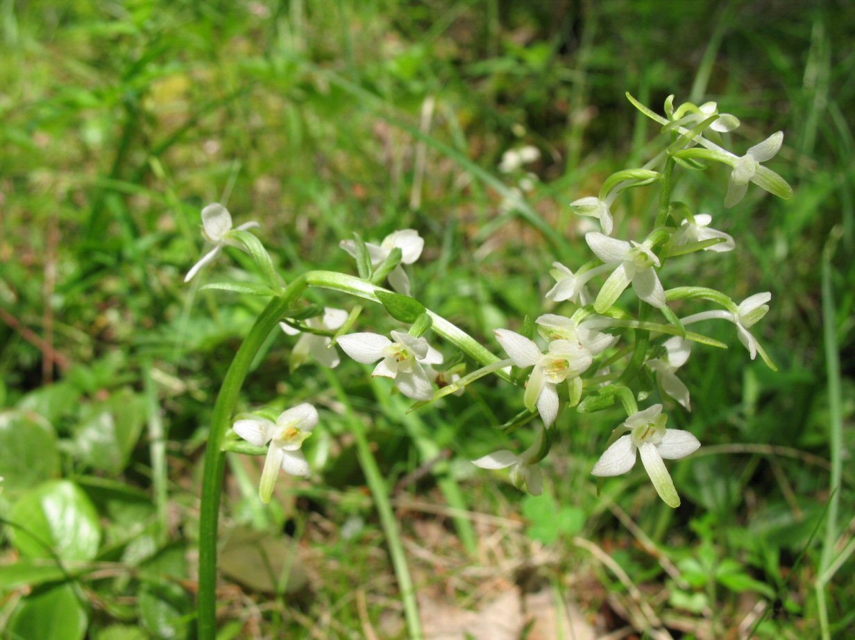   - Platanthera bifolia