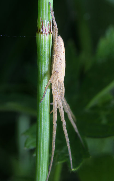    (Tibellus oblongus)