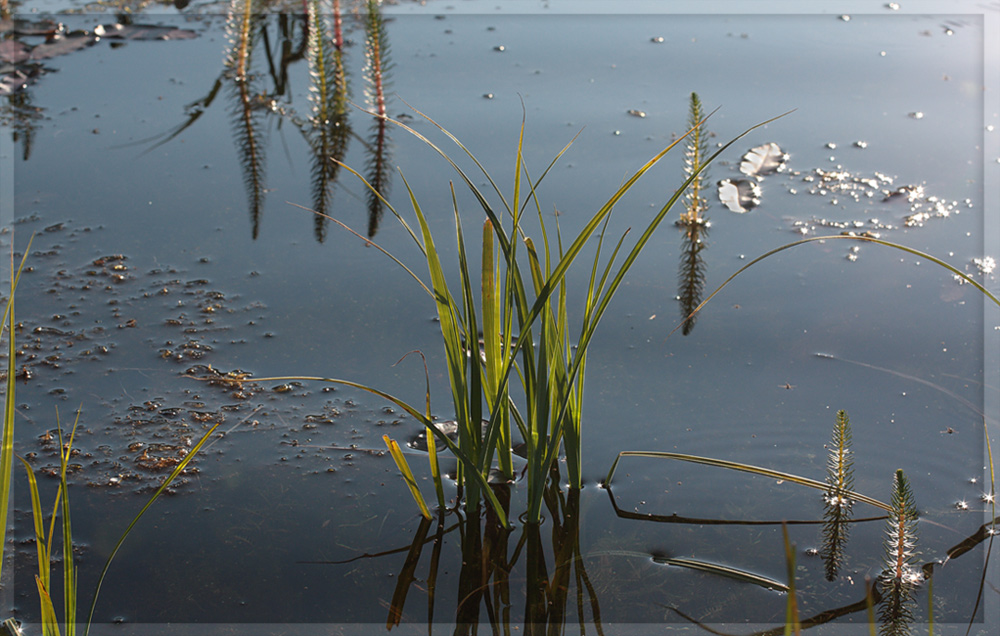 �������� �����������