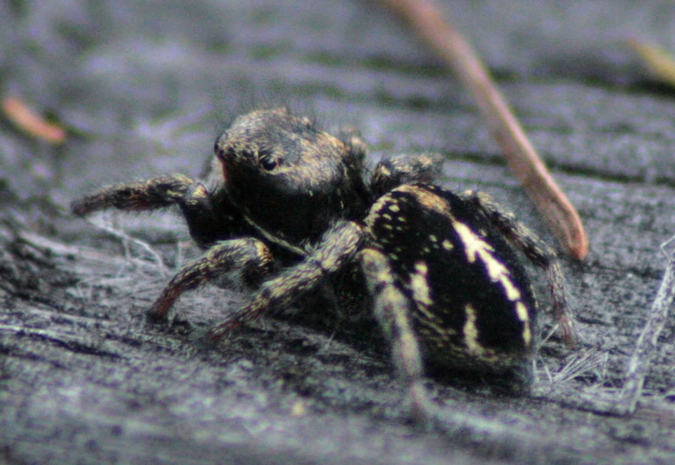 - (Salticidae)