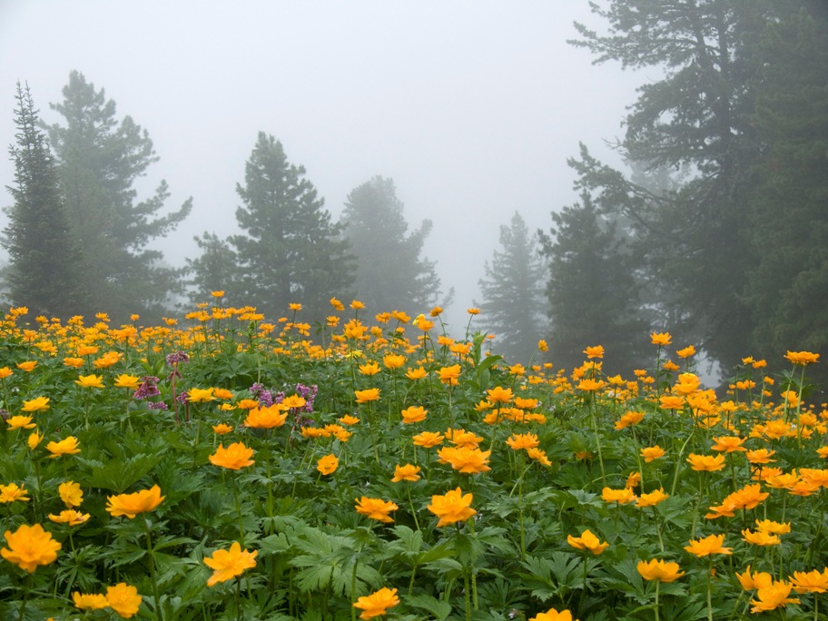 ����� ��� �������