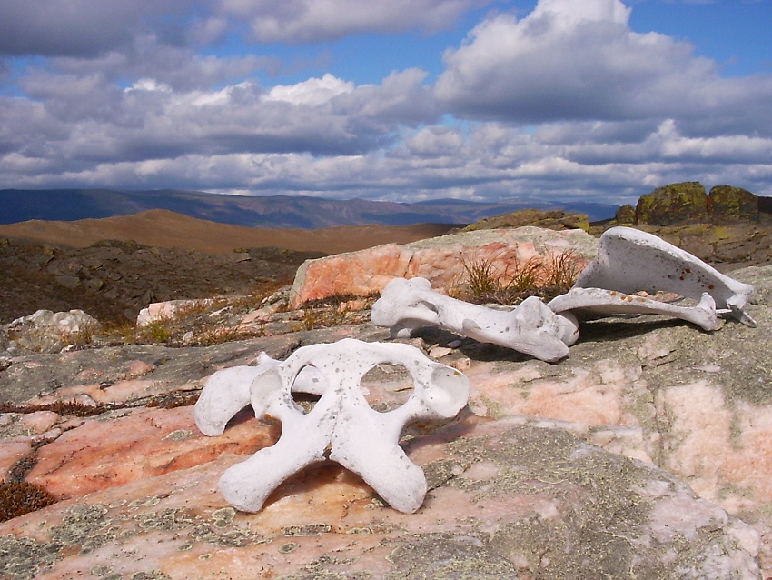 ������ ����� �������