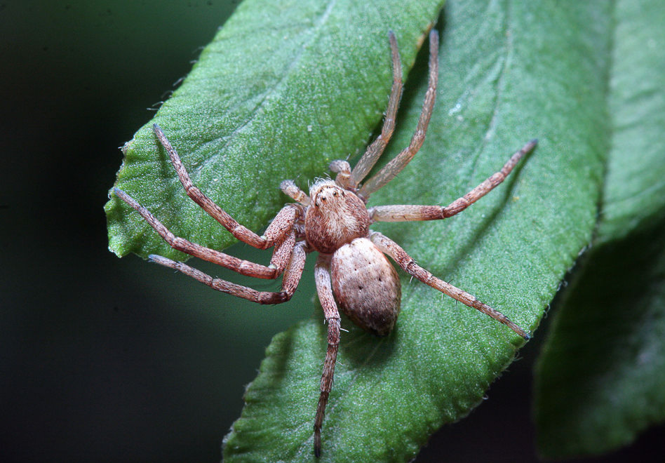   (Philodromus cespitum)