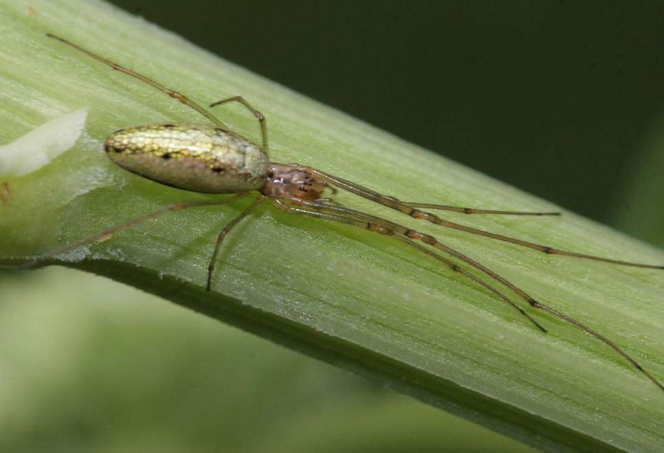  Tetragnatha extensa