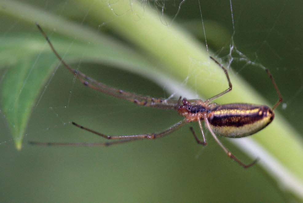 Паук Tetragnatha extensa