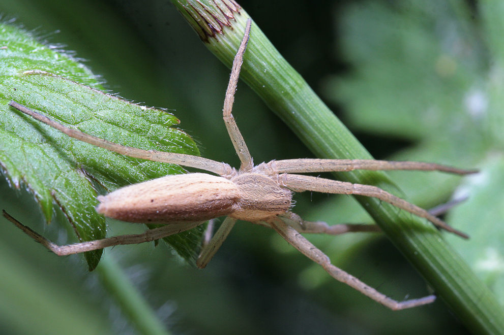    (Tibellus oblongus)