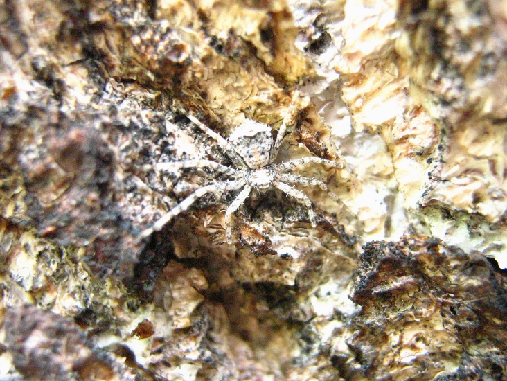 Philodromus margaritatus