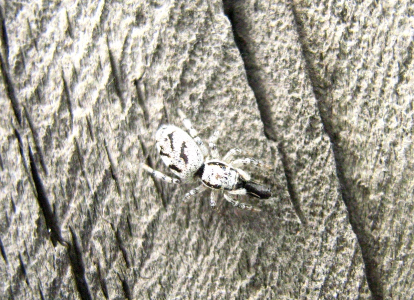 Salticus cingulatus