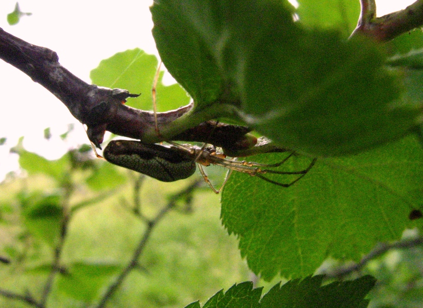 Tetragnatha extensa