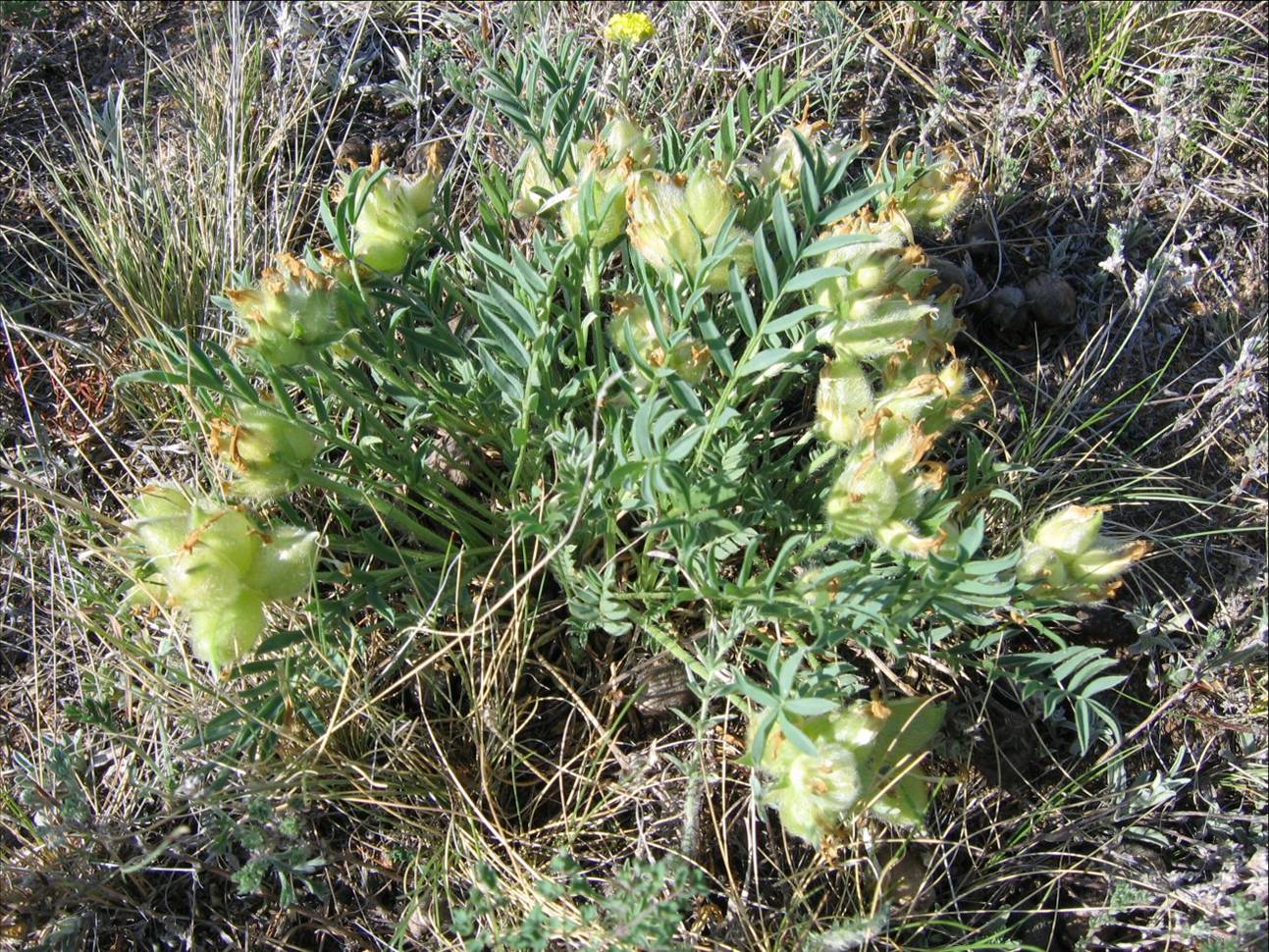   - Oxytropis peschkovae