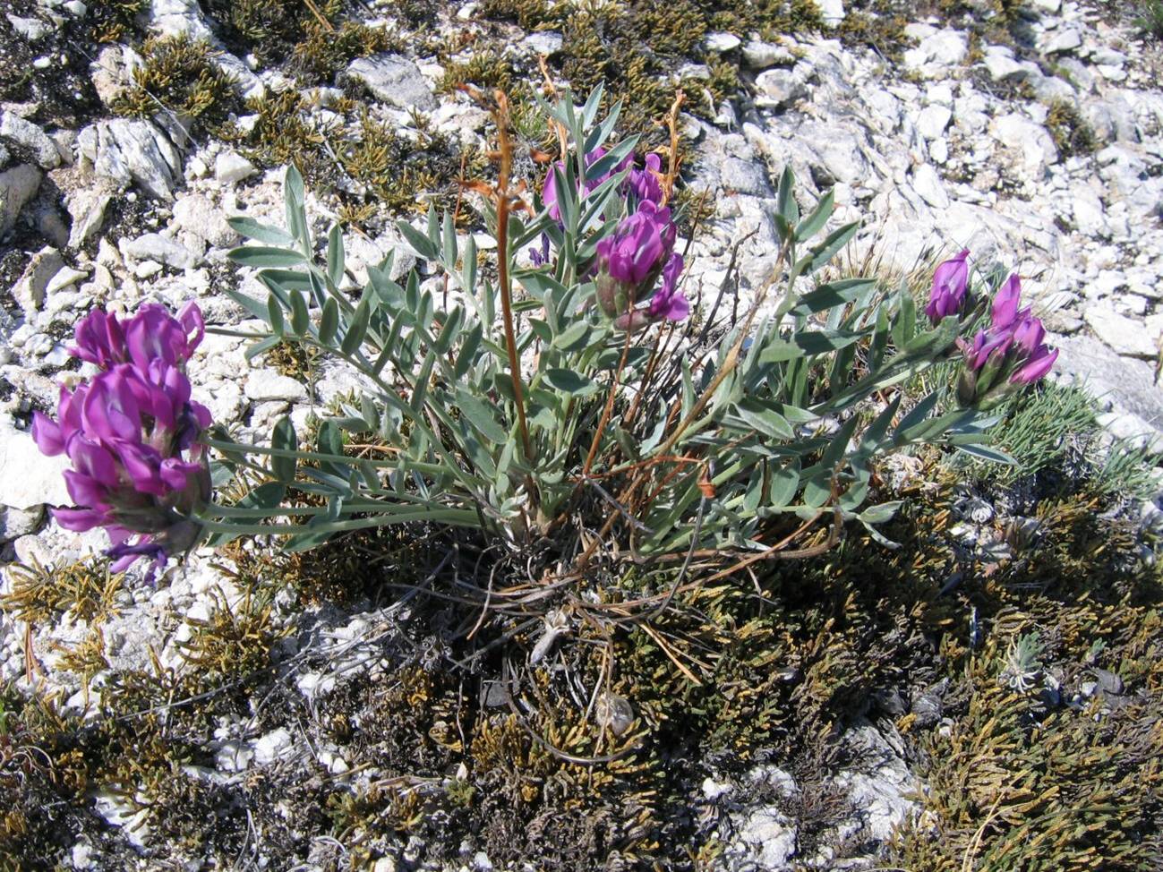  ()  - Oxytropis popoviana -  