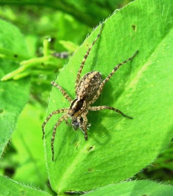 Pardosa sp.