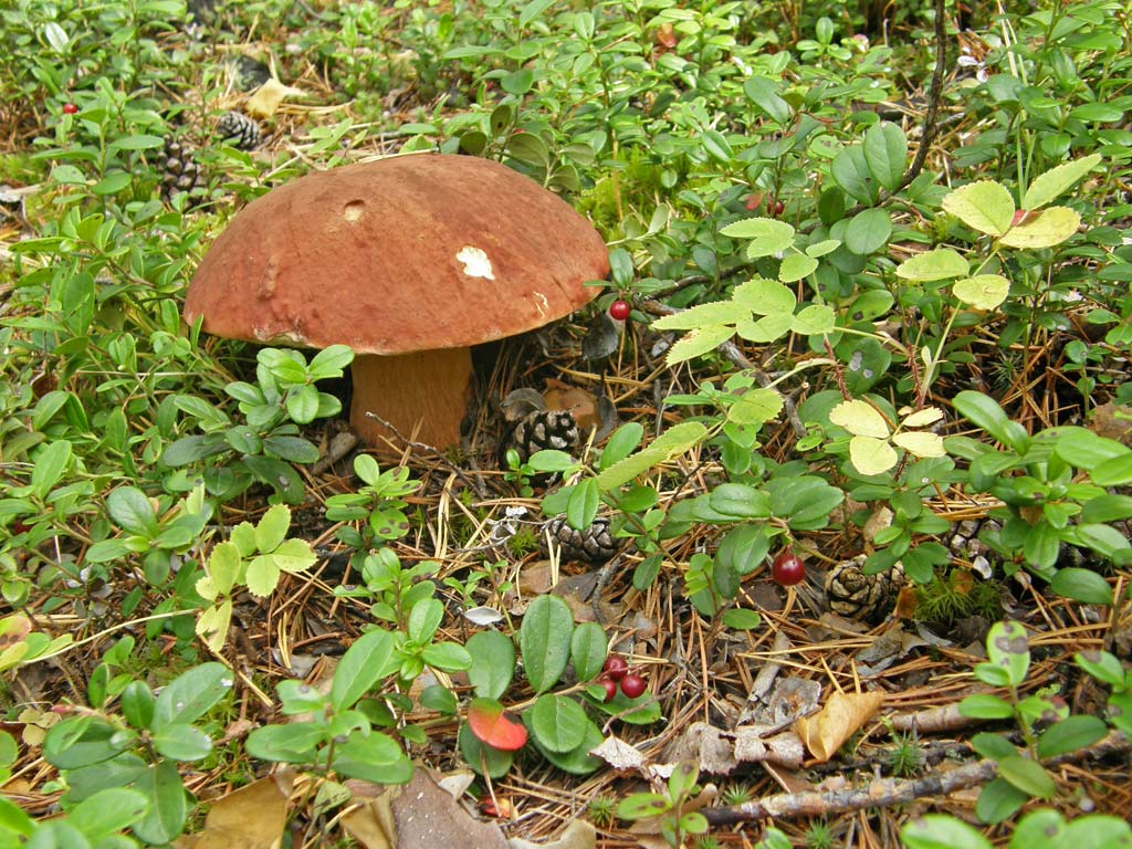   (3)