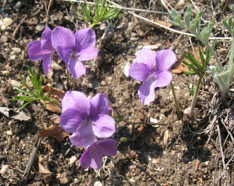   (Viola dissecta). .  