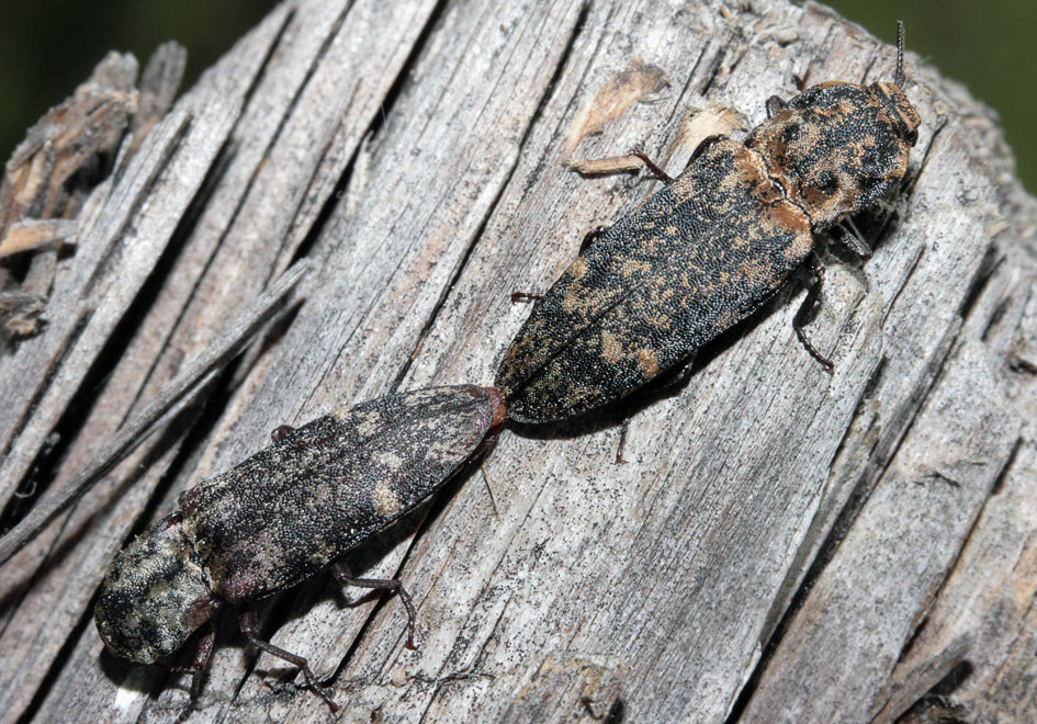   () (Lacon conspersus)