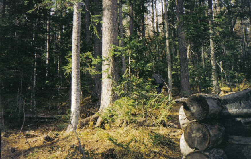 ������ ������� (���� ������� � 2001 ����)