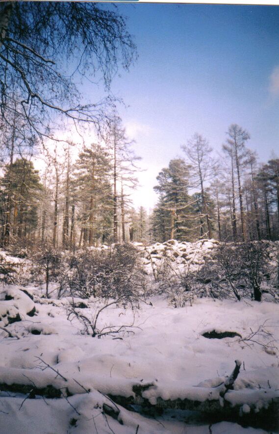 ������� ����