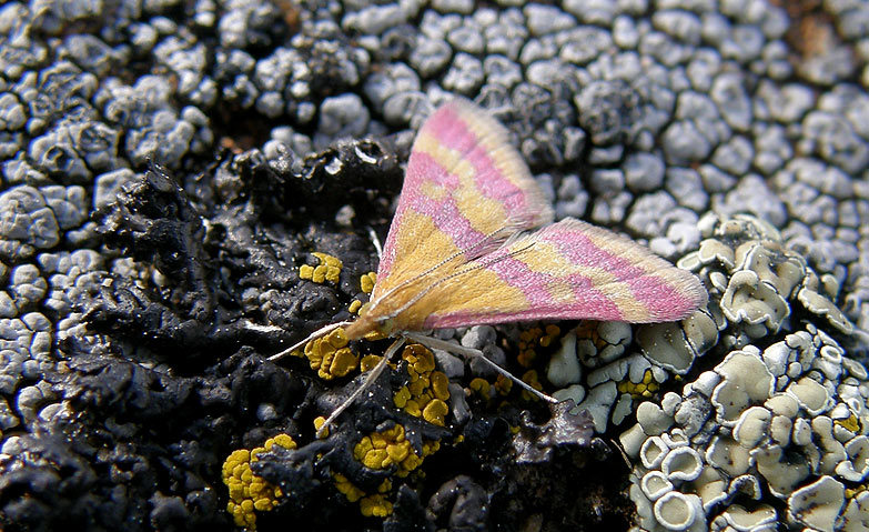 Pyrausta sanguinalis