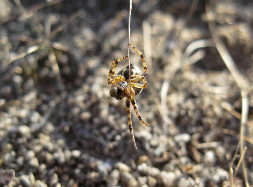 Larinioides cornutus