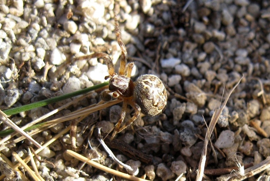 Larinioides cornutus   