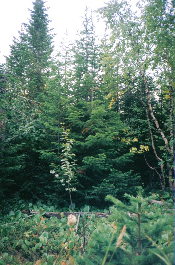 �������� ���