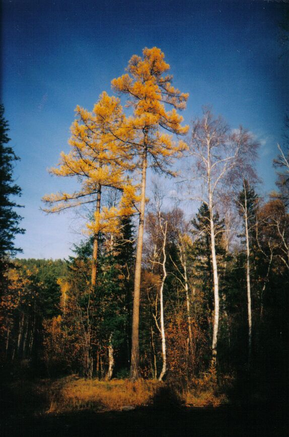 2 �����������