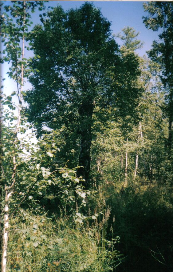 ������?! 