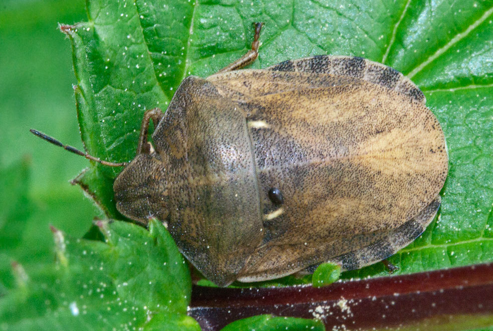 Болотная черепашка (Eurygaster testudinaria)