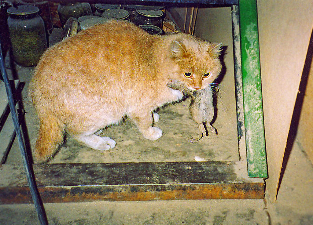 ������� ����� - ������� ������