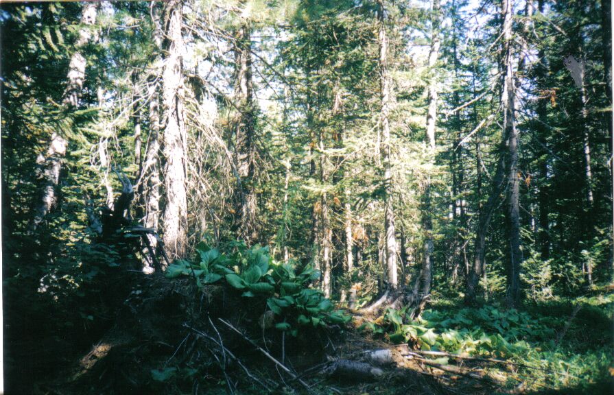 ��������� �������