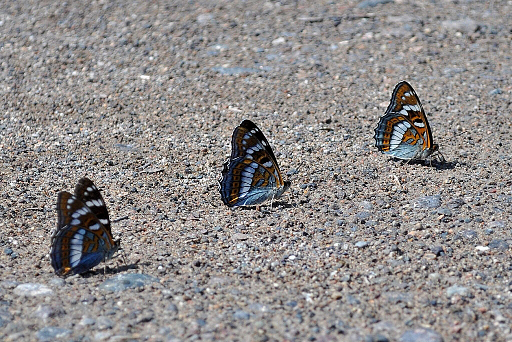   .   (Limenitis populi