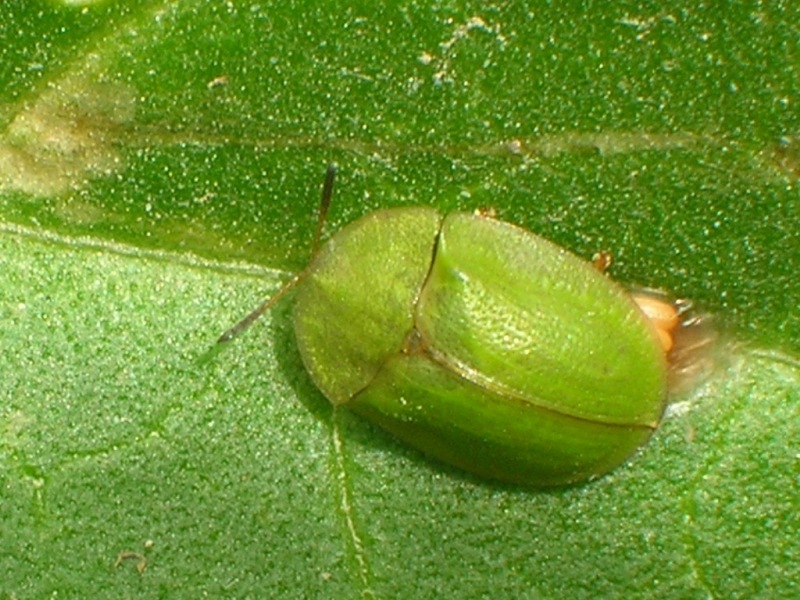  (Cassida sp.)