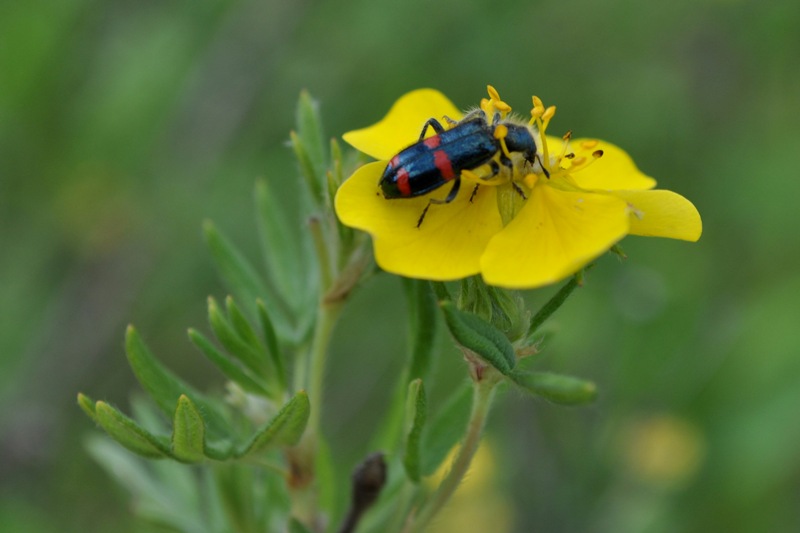   (Trichodes ircutensis)    