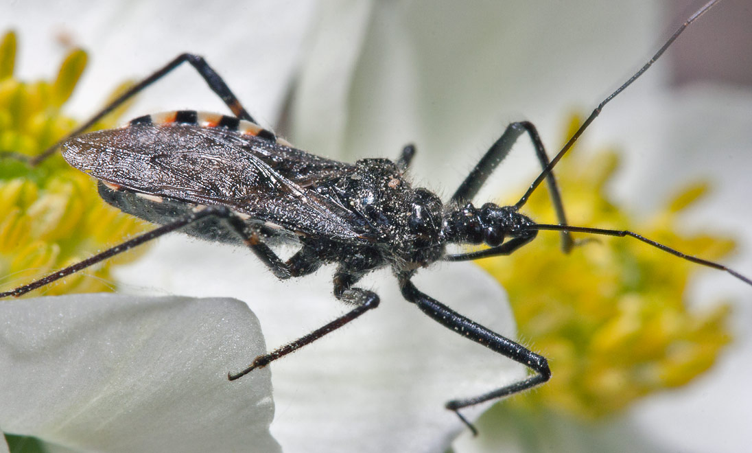  Rhynicoris leucospilus