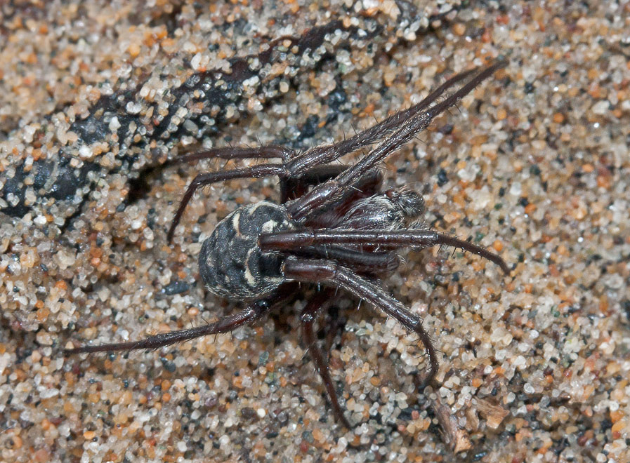   (Larinioides cornutus), 