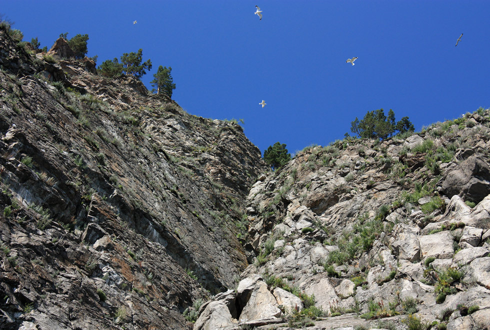 ��� �������