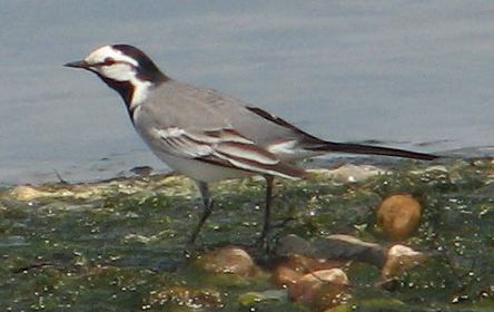    (M.a.ocularis)