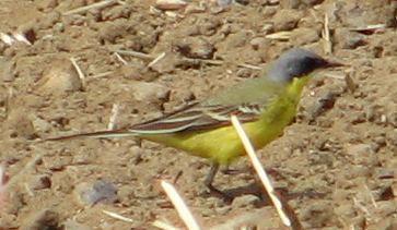    M.f.plexa