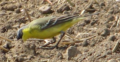    M.f.tschutschensis