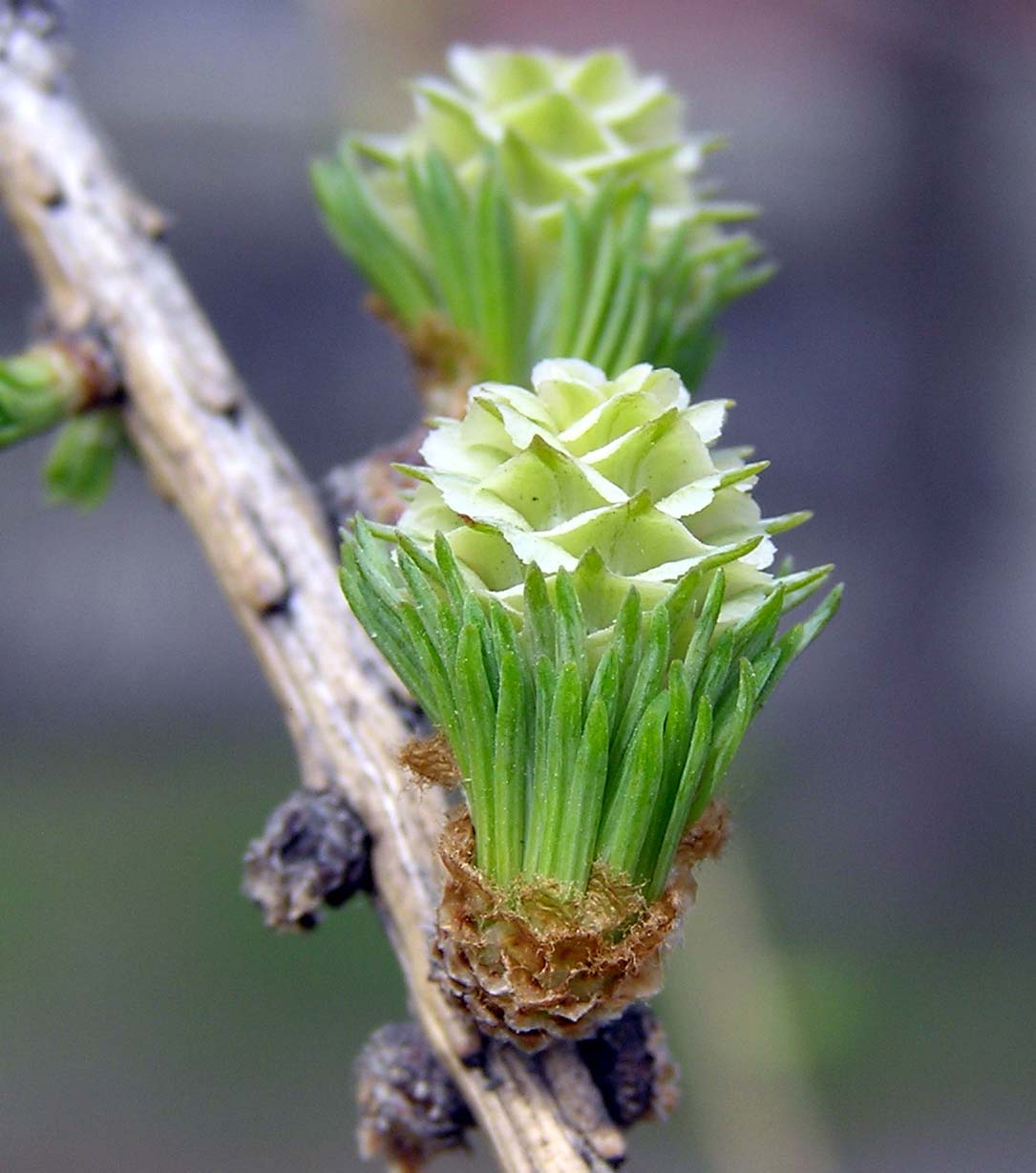 ������ ����������