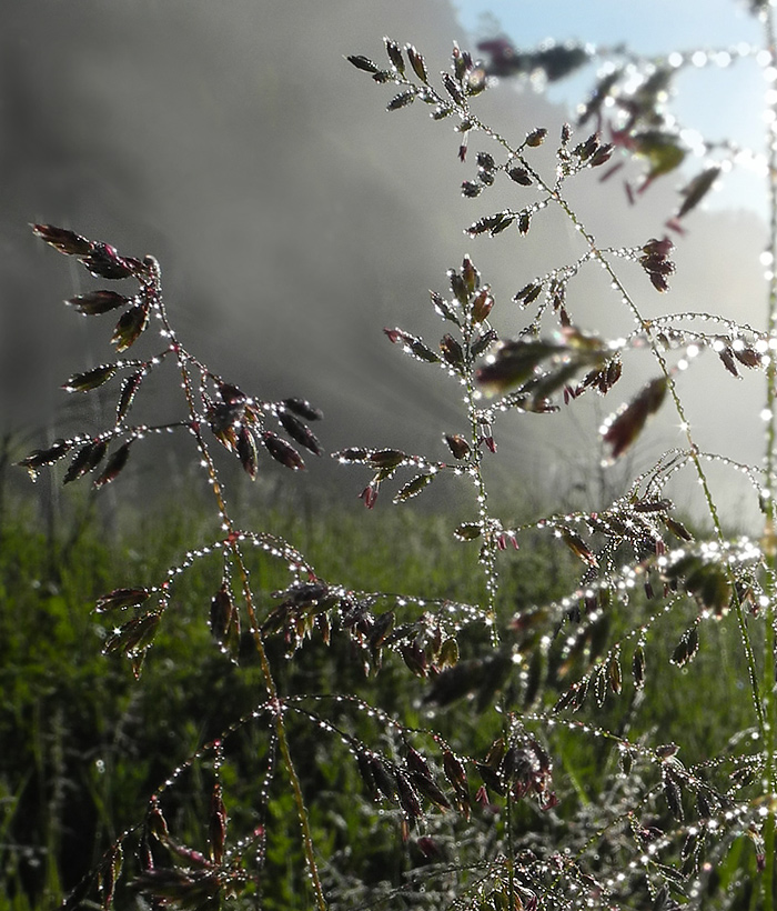 ����� ������